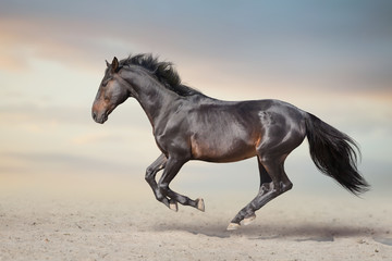 Fototapeta na wymiar Bay stallion free run fast on desert dust