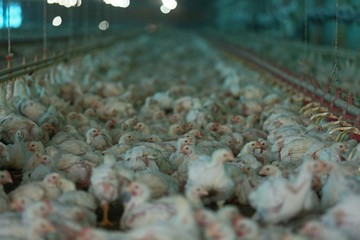 slaughter chicken farm