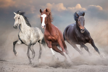 Horses free run on desert storm against sunset sky