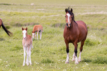 Fototapeta premium Mare and Foal 
