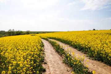 field of yellow flowers, road and horizon