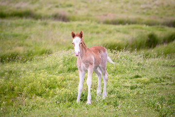 New born Foal in a field