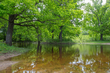 Fototapeta na wymiar spring floods, spilled forest lake