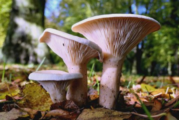 mushrooms in the forest