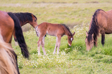 newborn Foal grazing