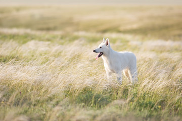 White Swiss Shepherd Dog on feather grass  at sunset