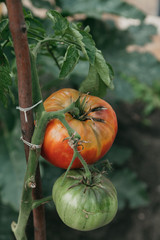 Two tomatoes tomatoes weigh on green branch