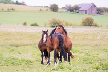 A group of Broodmares huddled together