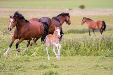 Mare chasing after her Foal