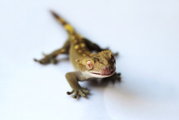 The crested gecko (Correlophus ciliatus)