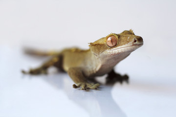 The crested gecko (Correlophus ciliatus)