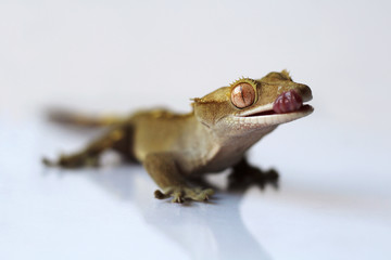The crested gecko (Correlophus ciliatus)