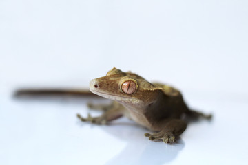 The crested gecko (Correlophus ciliatus)