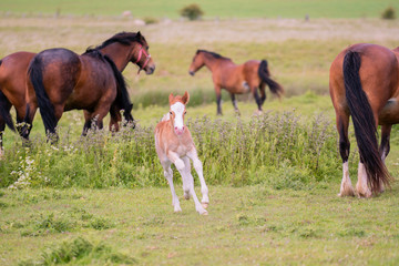 Foal having fun running away from it's mother