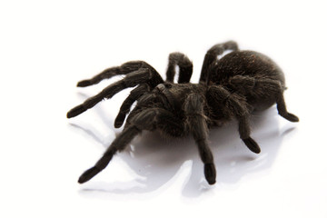 The Grammostola pulchra (Brazil tarantula)