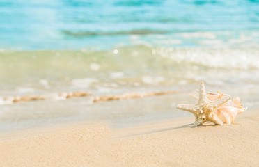 Fototapeta na wymiar sea shells on tropical sand turquoise sea, summer vacation travel concept