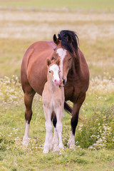 Naklejka na ściany i meble Mare showing love and affection towards her Foal 