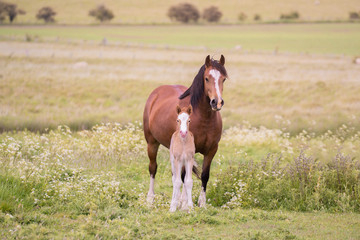 Mare and Foalstood close posing showing love and affection