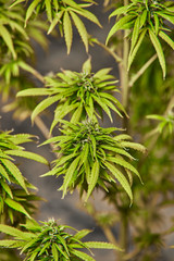 Fototapeta premium Cogollo de Marihuana 9