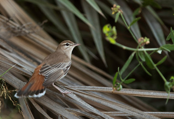 Rufous-tailed Scrub Robin with fanned tail at Hamala, Bahrain