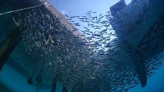 silverside fish scfool under a pier with sun beams and rays