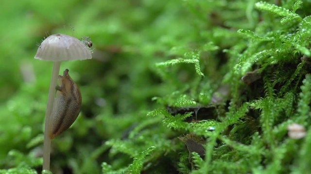 Close-up lockdown shot of spider and slug on mushroom by green plants in forest - Steigerwald, Germany