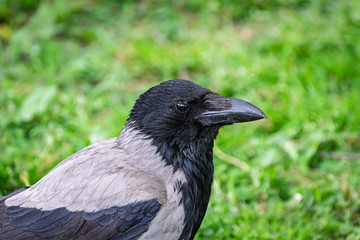 close-up portrait of a gray crow on a background of green grass