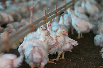 slaughter chicken farm