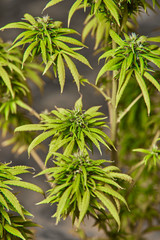 Cogollo de Marihuana 12