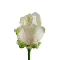 white rose isolated on white background