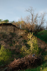 landscape with trees