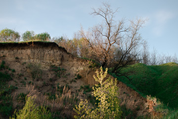 landscape with trees