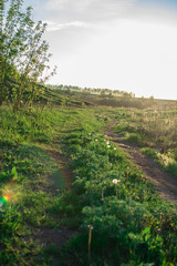 road in the field