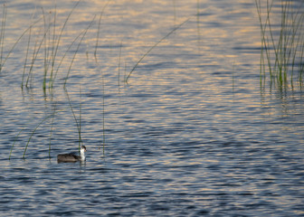 Juvenile Common Coot at Buhair Lake, Bahrain