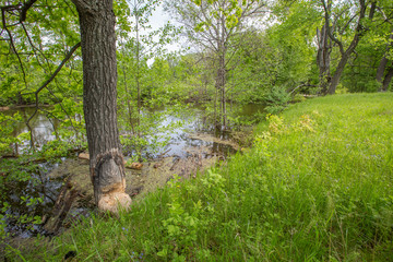 tree lashed by beavers on the lake