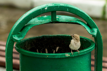 a small sparrow squatting on the edge of the garbage container. The Sparrow is looking for food and food in the city