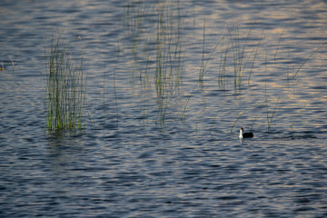 Juvenile Common Coot in its habitat at Buhair Lake, Bahrain