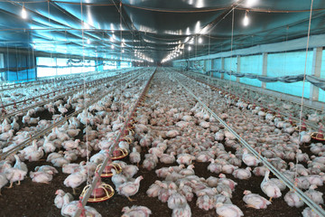 slaughter chicken farm
