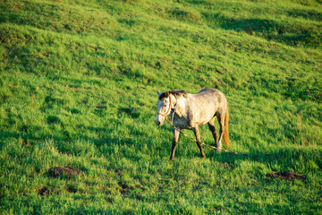 horse in the field