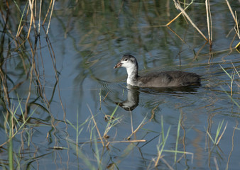 Juvenile Common Coot at Buhair Lake, Bahrain