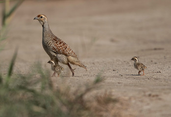 Grey francolin with chicks at Adhari, Bahrain