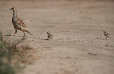 Grey francolin with chicks moving away at Adhari, Bahrain