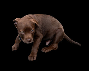 Fototapeta premium Sixteen week old cute chocolate Labrador Puppy