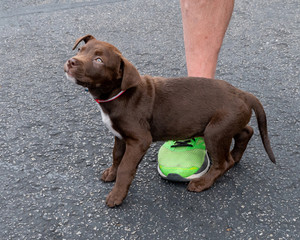 Sixteen week old cute chocolate Labrador Puppy