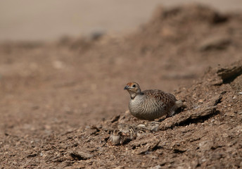 Grey francolin feeding her chicks at Adhari, Bahrain