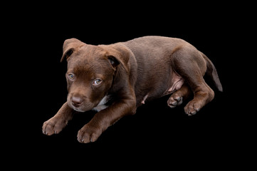 Fototapeta premium Sixteen week old cute chocolate Labrador Puppy