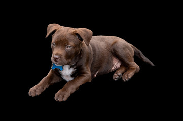 Obraz premium Sixteen week old cute chocolate Labrador Puppy