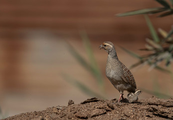 Grey francolin with chick at Adhari, Bahrain