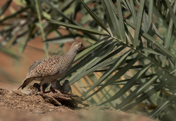 Grey francolin with chicks at Adhari, Bahrain