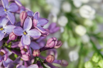 Obraz premium Violet and white flowers and buds of lilac. Spring flowering garden. Macro. Close-up. Free space for an inscription